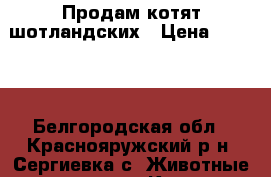 Продам котят шотландских › Цена ­ 1 500 - Белгородская обл., Краснояружский р-н, Сергиевка с. Животные и растения » Кошки   . Белгородская обл.